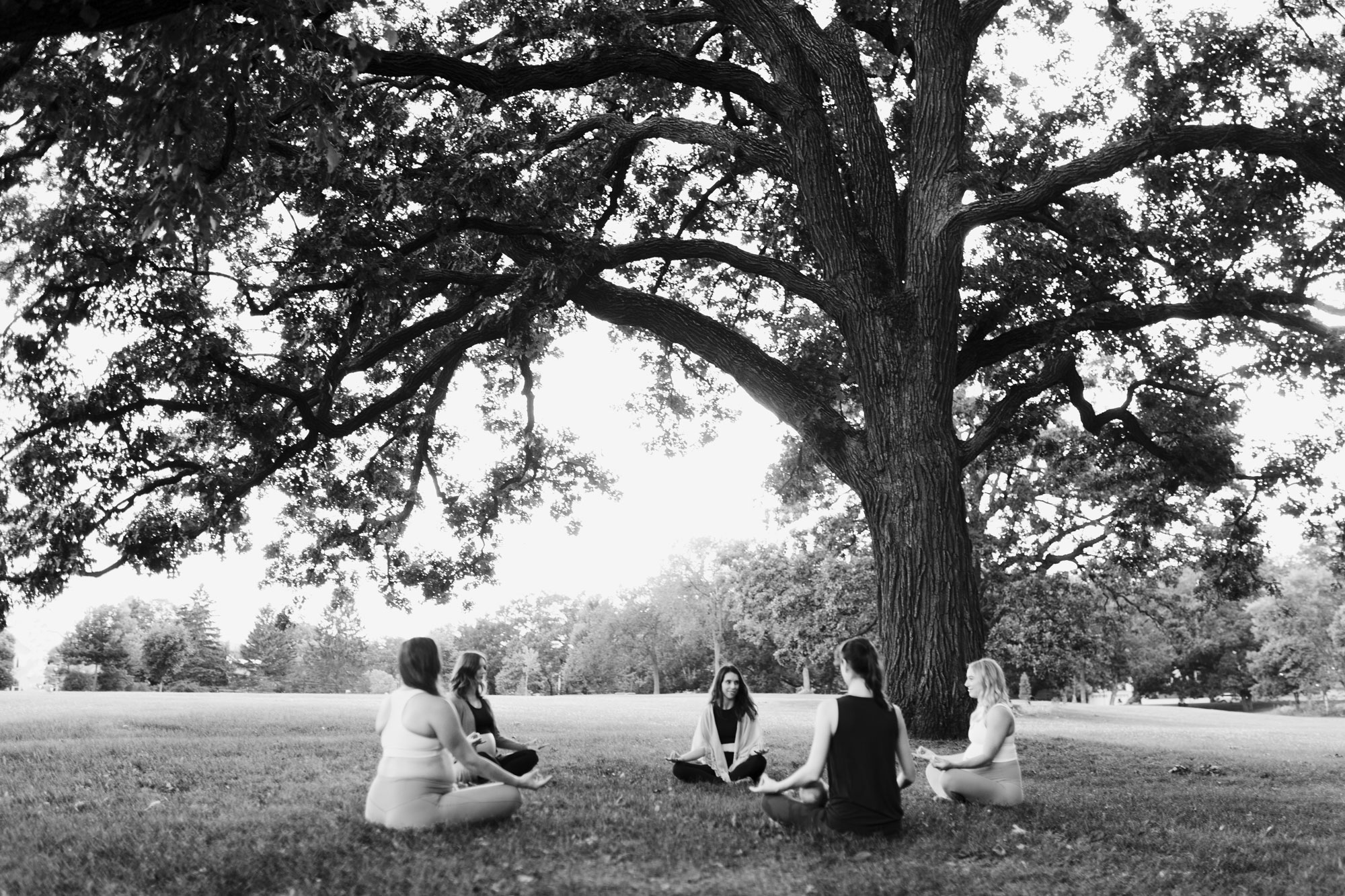 Oak Tree Meditation
