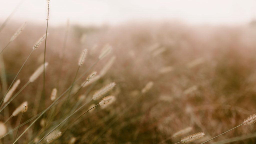 Calm Meditative Grass View