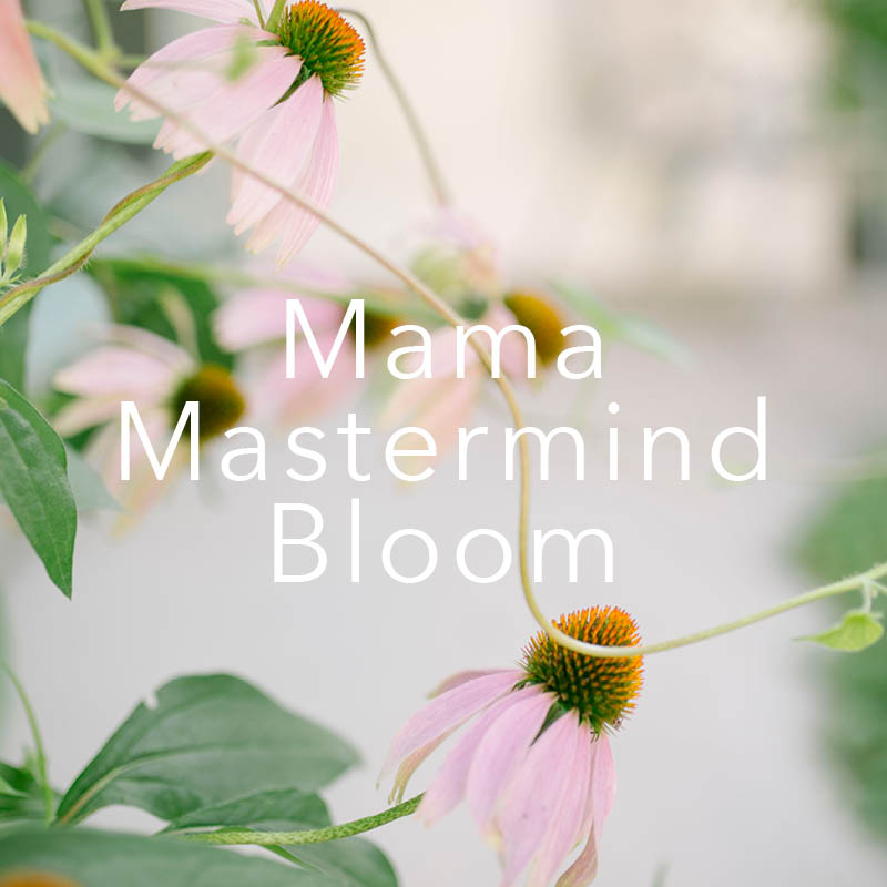 Mama Mastermind Bloom